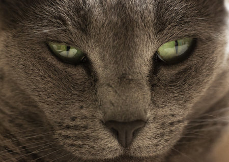 A closeup shot of the muzzle of a dark gray cat with green eyeの写真素材