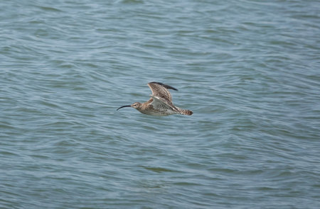 A whimbrel flying close above the sea, looking for crabs to eat