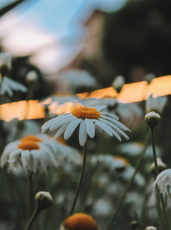 A selective focus of beautiful chamomile flowers blooming in a field against a blurred backgroundの写真素材