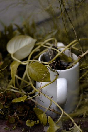 A selective focus shot of plant with green leaves in white ceramic cup
