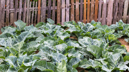 A closeup shot of cabbage leaves in a vegetable gardenの写真素材