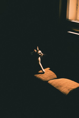 A vertical shot of a cate passing by a window in a dark roomの写真素材