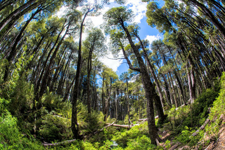 A low angle shot of tall trees under a cloudy skyの写真素材