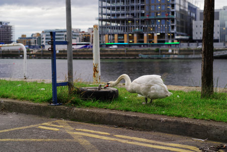 Undisturbed white mute swan (Cygnus olor) drinks water in the city. Wild bird that adapts to the urban environment. Picture taken in Dublin, Ireland.の写真素材