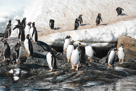 A group of penguins walking on the frozen beachの写真素材