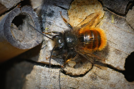 Closeup of the male of the horned orchard mason bee, Osmia cornuta on the bee-hotel in the gardenの写真素材