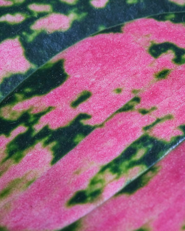 A vertical shot of a blooming potted plant leafの写真素材