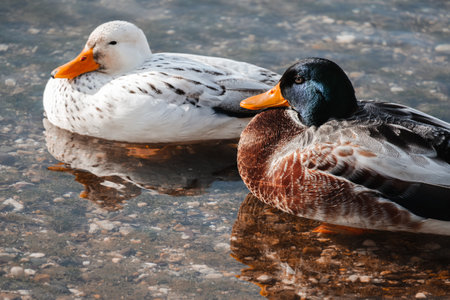 A selective focus shot of geese in the waterの写真素材