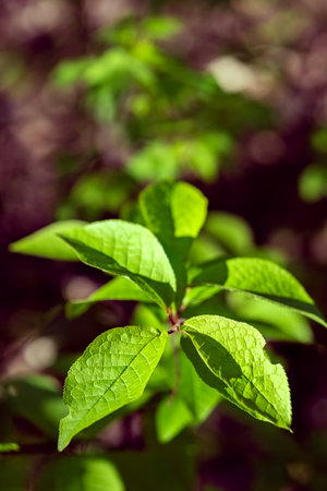 A selective focus of European bird cherry leaves on branches against a blurred backgroundの写真素材