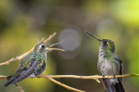 A cute baby hummingbird on a branch in sunny woods, waiting with open mouth for mother to feed itの写真素材