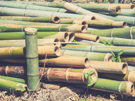 The Bamboo Path in Arashiyama, Japanの写真素材