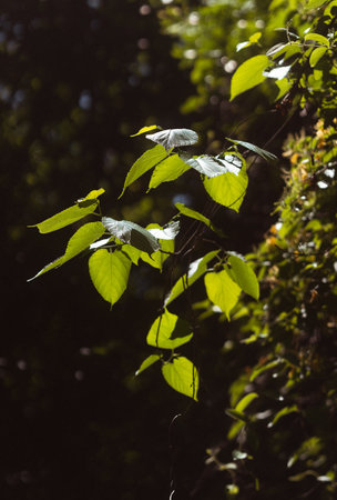 A vertical shot of a branch of an autumn tree under the sunshine