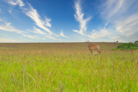 Lonely Roan Antelope standing in the Nyika plateau national park in Malawi. Beauty in nature and animal wildlifeの写真素材