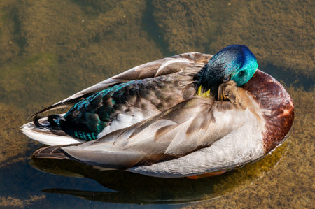 A top view of a Carolina duck floating on the calm swampy surfaceの写真素材