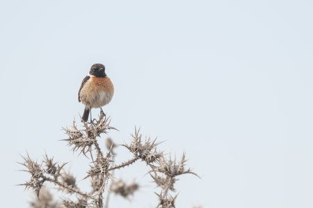A Stonechat perched on a thorny plantの写真素材