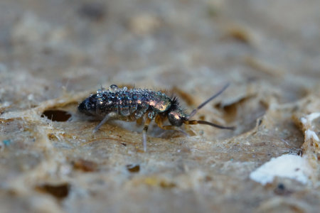 A macro shot of a hairyTomocerus Vulgaris eating on a wet cardboardの写真素材