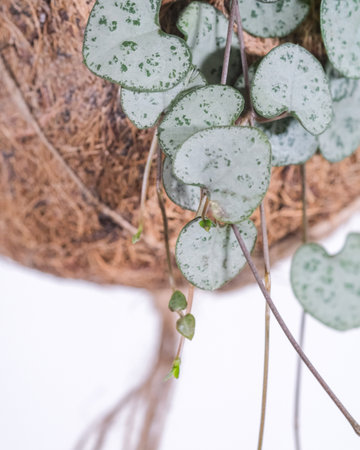 A top view of the green leaves of Ceropegia plantの写真素材