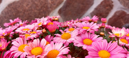 A panoramic shot of pink feverfew chamomiles