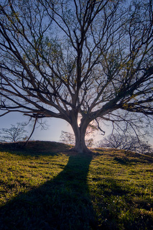 A vertical shot of trees in a field during sunsetの写真素材