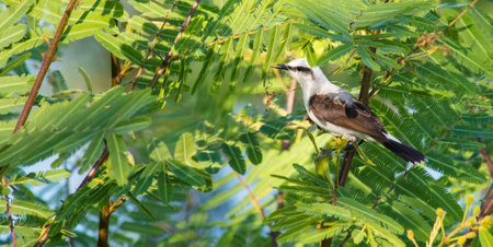 A cute masked water-tyrant bird standing on a thin branch, hiding from sunlight under leaves