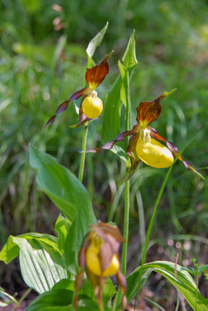 Cypripedium calceolus is a lady's-slipper orchid native to Europe and Asia, legally protected in many countriesの写真素材