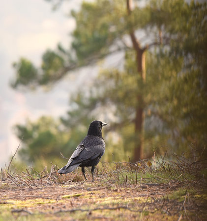 A closeup shot of a black crowの写真素材