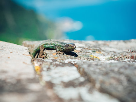 A selective focus shot of a green lizard standing on the rock - wildlifeの写真素材