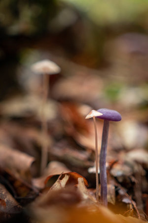 A vertical selective focus shot of growing mushrooms in the forestの写真素材