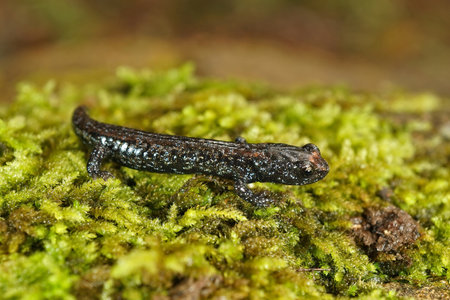 Closeup of a juvenile speckled clouded salamander, Aneides ferreus posing on green moss.の写真素材