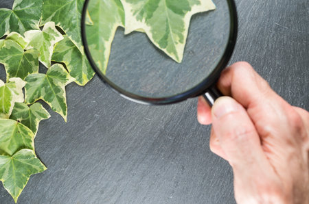 A hand holding up a magnifying glass on dry leaves on a dark gray tableの写真素材