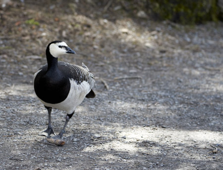 Natur, Animal, bird.  Barnacie goose walking through the animal park in Goldau, Switzerlandの写真素材
