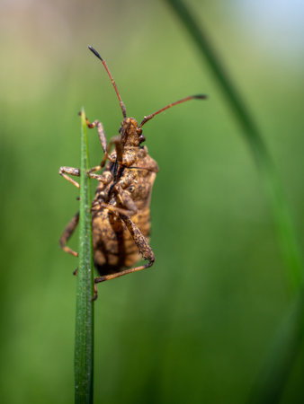 A vertical shot of a shield bug on the edge of a green leaf