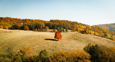 An aerial shot of a meadow with one tree in the middle on top of mountain in autumnの写真素材