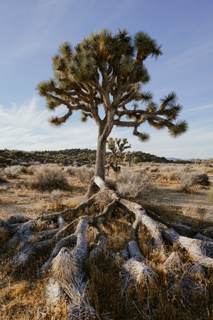 A vertical shot of a tree with its roots on the outside in the desertの写真素材