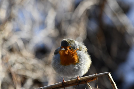 A selective focus shot of a robin perched on a tree branchの写真素材