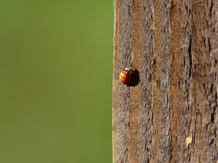 A closeup shot of a little ladybug on a tree in the sunlightの写真素材