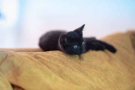 A closeup shot of a cute black kitten lying on the yellow pillows of a couchの写真素材