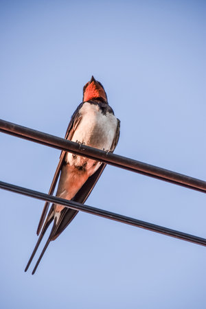 A vertical low angle of a welcome swallow perched on an electric wire against blue skyの写真素材