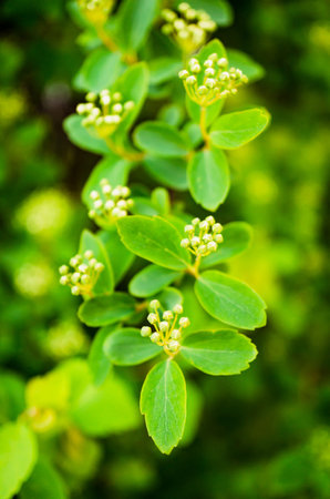A vertical, close-up shot of a green plant with blurred backdropの写真素材
