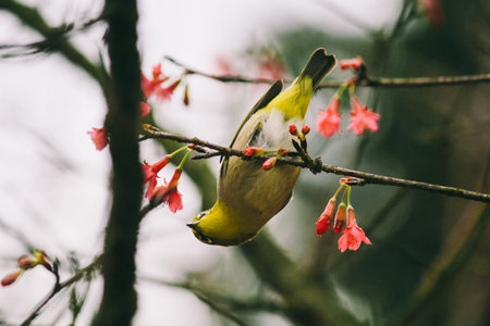 A yellow spring bird perched on tree branchの写真素材