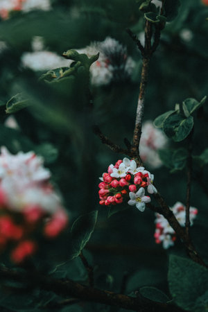 A top view of beautiful Viburnum carlesii flowers