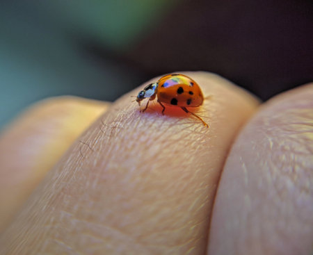 A macro shot of  little cute ladybird on a handの写真素材