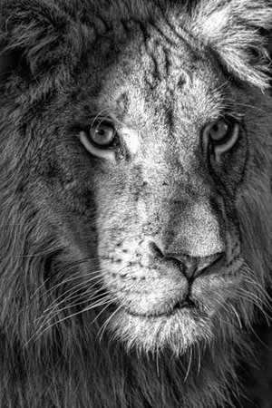 A vertical grayscale shot of a proud young lion looking ahead with sun shining on him