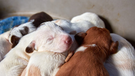 A closeup shot of cute newborn little puppiesの写真素材