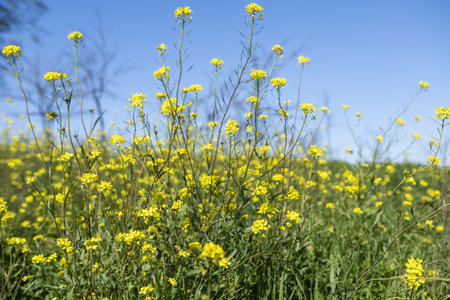 A closeup shot of yellow field flowers during a sunny dayの写真素材