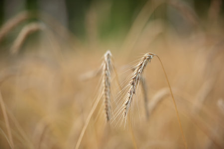 Ripening rye in the field in Koli National Parkの写真素材