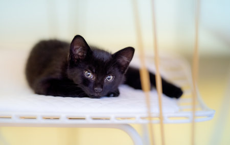 A closeup shot of a cute black kitten lying on a chairの写真素材