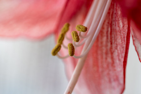 A closeup shot of a red lilyの写真素材