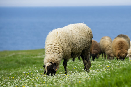 A herd of sheep grazing in a meadow near the seaの写真素材