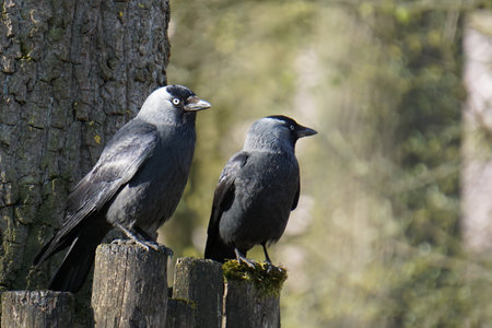 A closeup shot of western jackdawsの写真素材